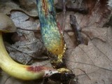 Boletus rubellus image