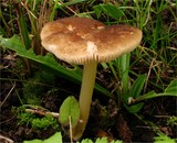 Pluteus romellii image