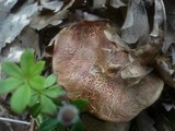 Boletus rubellus image