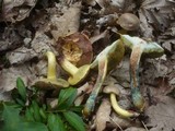 Boletus rubellus image