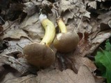 Boletus rubellus image
