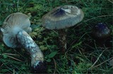 Hygrophorus korhonenii image