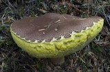 Boletellus mirabilis image