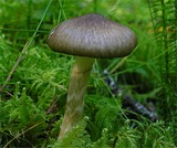 Hygrophorus olivaceoalbus image