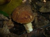 Boletus depilatus image
