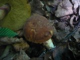 Boletus depilatus image