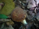 Boletus depilatus image