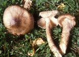 Hygrophorus olivaceoalbus image