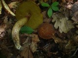 Boletus depilatus image