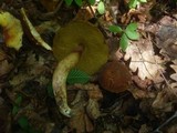 Boletus depilatus image