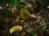 Boletus depilatus image