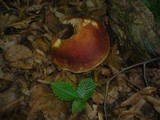 Boletus depilatus image