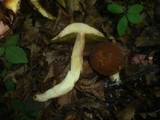 Boletus depilatus image