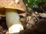Boletus depilatus image