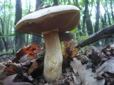 Boletus fechtneri image