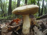 Boletus fechtneri image