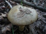 Boletus fechtneri image