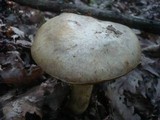 Boletus fechtneri image