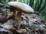 Boletus fechtneri image
