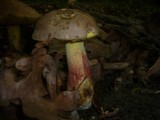 Boletus fechtneri image