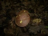 Boletus fechtneri image