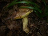 Boletus fechtneri image
