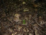 Boletus fechtneri image