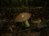 Boletus fechtneri image