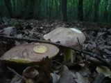 Boletus fechtneri image