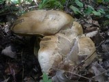 Boletus radicans image