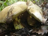 Boletus radicans image