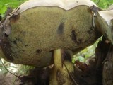 Boletus radicans image