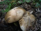 Boletus radicans image