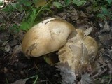 Boletus radicans image
