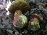 Boletus satanas image