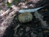 Boletus satanas image