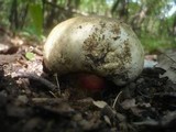 Boletus satanas image