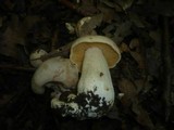 Entoloma sinuatum image