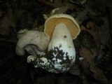 Entoloma sinuatum image