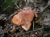 Fistulina hepatica image
