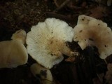 Hohenbuehelia auriscalpium image