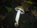 Inocybe cookei image