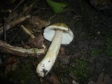 Inocybe cookei image