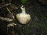 Inocybe cookei image