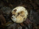 Lactarius evosmus image