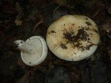 Lactarius evosmus image