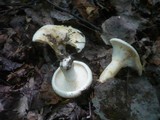 Lactarius evosmus image