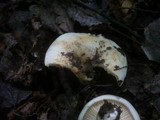 Lactarius evosmus image