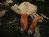Lactarius fulvissimus image
