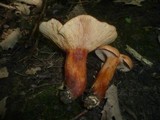 Lactarius fulvissimus image